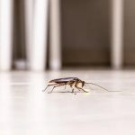 Affordable Pest Control Services in Sydney